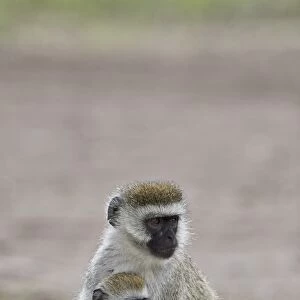 Vervet monkey (Chlorocebus aethiops) nursing, Ngorongoro Crater, Tanzania, East Africa