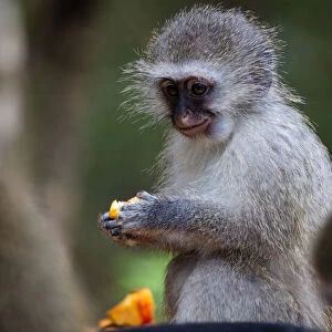 Vervet Monkey, in a South Africa Sanctuary, South Africa, Africa