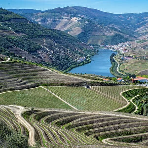 View over the Wine Region of the Douro River, UNESCO World Heritage Site, Portugal, Europe
