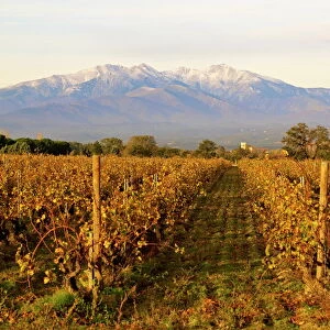 Vineyards and Canigou mountain, Languedoc Roussillon, France, Europe