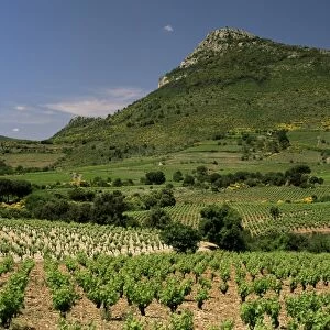 Vineyards near Pezenas, Herault, Languedoc-Roussillon, France, Europe