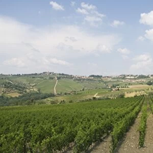 Vineyards near Radda