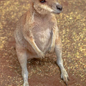 Wallaby on the ground outdoors, New South Wales, Australia, Pacific