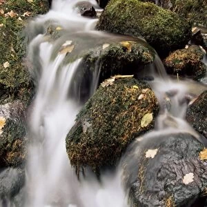 Waterfall, Holme Wood, Lake District, Cumbria, England, United Kingdom, Europe
