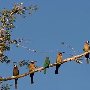 Bee Eaters Collection: White Fronted Bee Eater