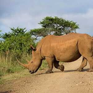 Rhinocerotidae Collection: White Rhinoceros