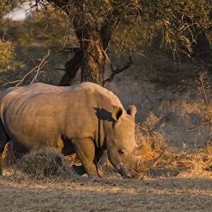 White rhinoceros (Ceratotherium simum), Kalahari, Botswana, Africa