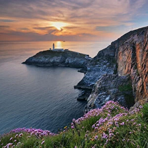 Wild flowers on the cliffs above South Stack lighthouse at sunset, South Stack, Anglesey, North Wales, United Kingdom, Europe