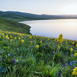 Wild flowers, Song Kol Lake, Naryn province, Kyrgyzstan, Central Asia, Asia