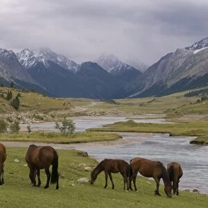 Wild horses at river, Karkakol, Kyrgyzstan, Central Asia