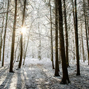Winter forest in Chinteni, Transylvania, Romania, Europe
