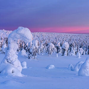 Winter sunrise over frozen spruce tree forest covered with snow, Riisitunturi National Park, Lapland, Finland, Europe