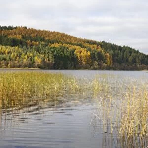Woodhall Loch, near Laurieston, Dumfries and Galloway, Scotland, United Kingdom, Europe