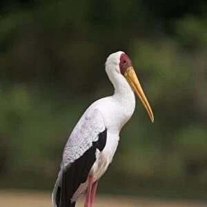 Storks Collection: Yellow Billed Stork