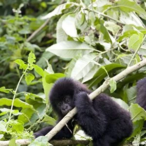 Young mountain gorilla (Gorilla gorilla beringei)