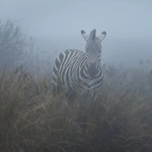 Zebra (Equus quagga) in the mist, Ngorongoro Conservation Area, Tanzania, East Africa