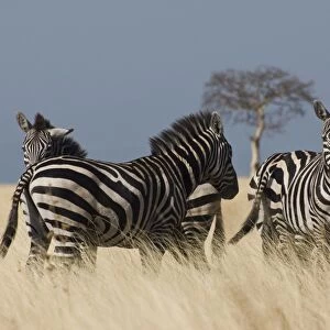 Zebras at Nechisar National Park, Arba Minch, Rift Valley region, Ethiopia, Africa