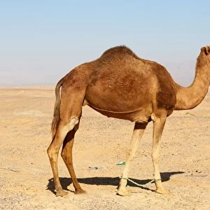Camel in the desert in Amman, Jordan