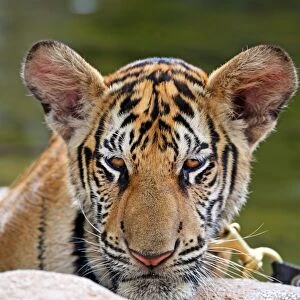 Cute tiger cub portrait at theTiger Temple in Kanchanaburi, Thailand