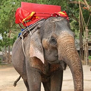Elephant tour for tourists Pattaya, Thailand