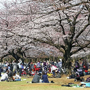 Hanami Japanese Cherry Blossom viewing the Sakura, Tokyo, Japan