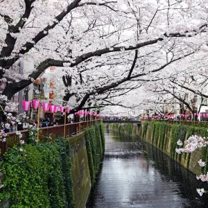 Japanese people enjoy the first day of full bloom Cherry Blossom in Tokyo, Japan