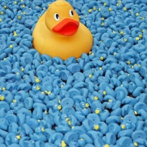 Ducks Collection: Blue Duck