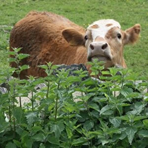 Cow and stinging nettles