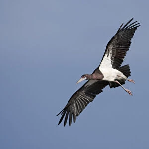 Storks Collection: Abdims Stork