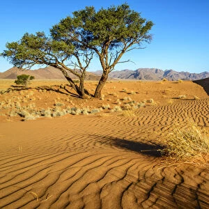 Africa, Namibia. in the dunes of the namib desert
