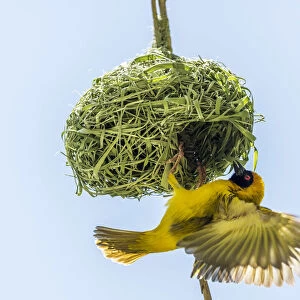 Weavers Collection: Southern Masked Weaver