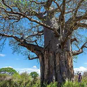 Africa, Tanzania, Manyara region, a Msai man near a baobab with his spear
