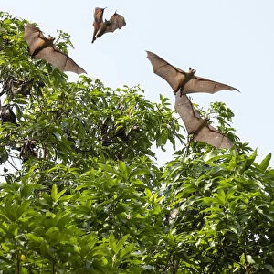 Africa, Togo, Kloto, Kpalima area. Fruitbats flying in a forest