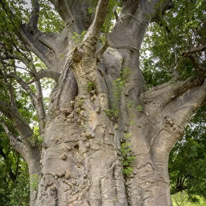 Africa, Togo, Koutammakou. Sacred old baobab tree