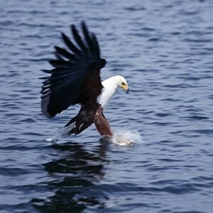 Accipitridae Collection: African Fish Eagle