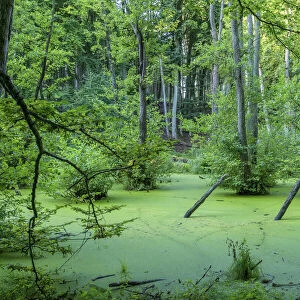 Alder marsh at Jasmund National Park near Konigsstuhl, Rugen, Germany