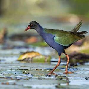 Rallidae Collection: Allens Gallinule