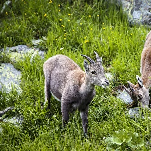 Alpine ibex, Lac de Cheserys, Chamonix, France
