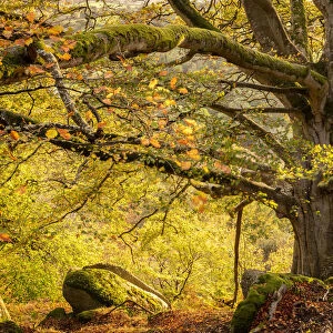 Ancient beech tree in autumn woodland, Dartmoor National Park, Devon, England