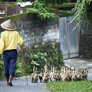 Asia, Indonesia, Java, Yogyakarta, duck farmer