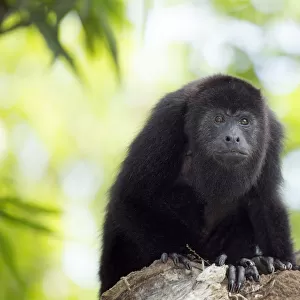 Belize, Belize District, a Yucatan or Guatemalan Black howler monkey (Alouatta pigra)