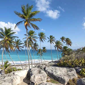 Big rocks and tall palm trees of Bottom Bay beach, Bottom Bay, Barbados Island