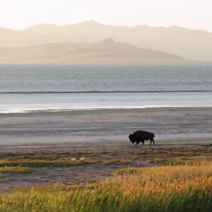 Bison on beach, Great Salt Lake, Antelope Island State Park, Salt Lake City, Utah, USA