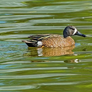 Ducks Collection: Blue Winged Teal