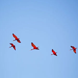 Brazil, Maranhao, Lencois Maranhenses national park, scarlet ibis (Eudocimus ruber)