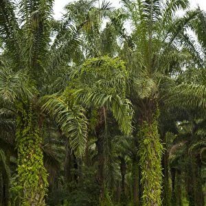 Burundi. Palm oil tree plantations line the shores of lake Tanganyika