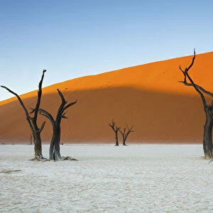 Camel thorn trees and dunes at Deadvlei, Sossusvlei, Namibia