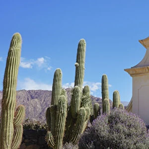 Cardon cacti at the entrance of the "Bodega Finca Quara" winery, Cafayate, Calchaqui Valleys, Salta province, Argentina