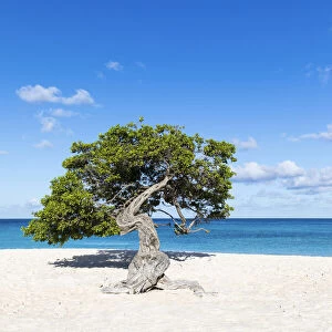 Caribbean, Aruba, Eagle Beach, A "Fofoti"tree at Eagle Beach