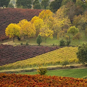 Castle and Vineyards in autumn, Castelvetro di Modena, Italy